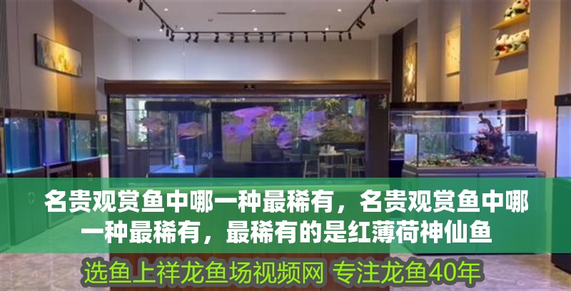 名貴觀賞魚中哪一種最稀有，名貴觀賞魚中哪一種最稀有，最稀有的是紅薄荷神仙魚