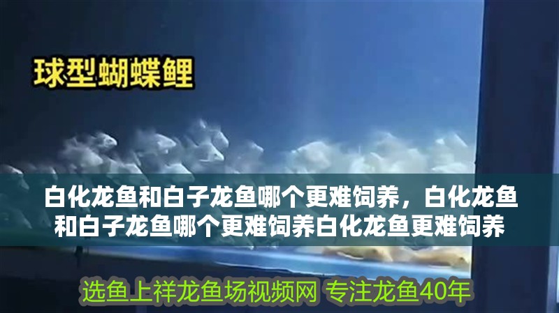 白化龍魚和白子龍魚哪個更難飼養，白化龍魚和白子龍魚哪個更難飼養白化龍魚更難飼養
