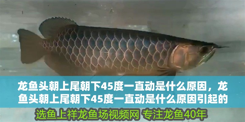 龍魚頭朝上尾朝下45度一直動是什么原因，龍魚頭朝上尾朝下45度一直動是什么原因引起的