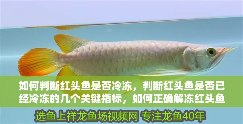 如何判斷紅頭魚是否冷凍，判斷紅頭魚是否已經(jīng)冷凍的幾個關(guān)鍵指標，如何正確解凍紅頭魚