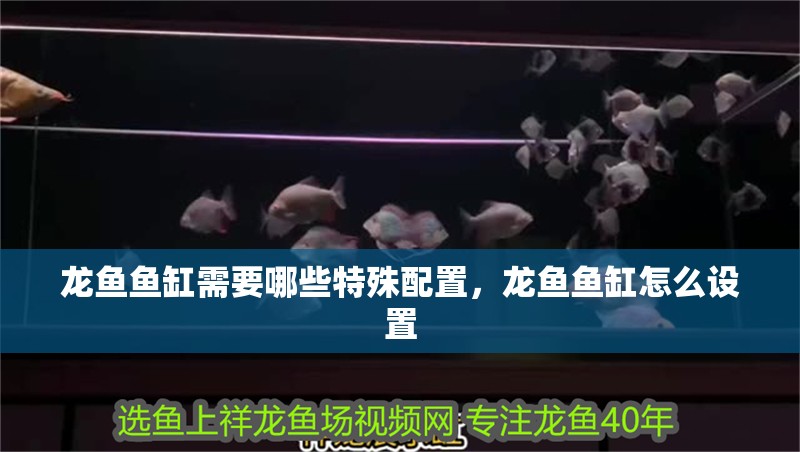龍魚魚缸需要哪些特殊配置，龍魚魚缸怎么設置