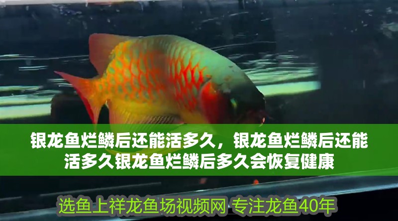 銀龍魚爛鱗后還能活多久，銀龍魚爛鱗后還能活多久銀龍魚爛鱗后多久會恢復健康