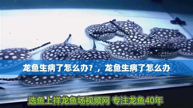 龍魚生病了怎么辦？，龍魚生病了怎么辦