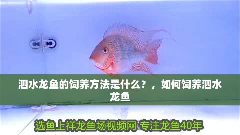 泗水龍魚的飼養方法是什么？，如何飼養泗水龍魚