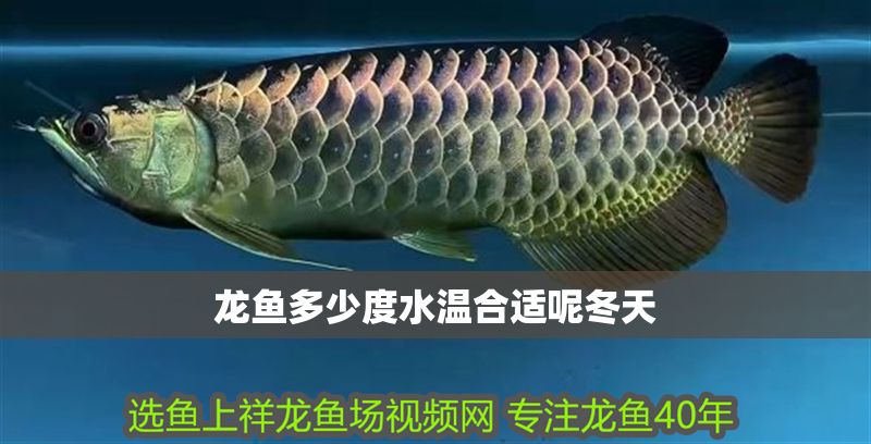 龍魚多少度水溫合適呢冬天