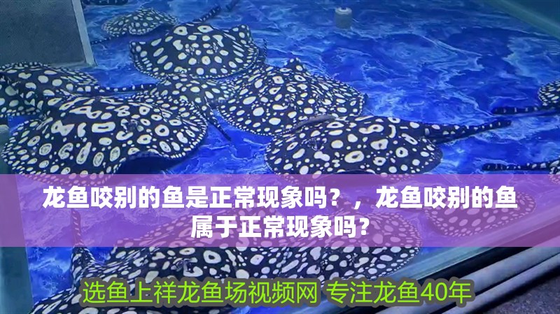 龍魚咬別的魚是正常現(xiàn)象嗎？，龍魚咬別的魚屬于正常現(xiàn)象嗎？