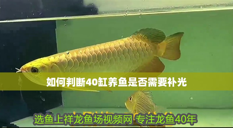 如何判斷40缸養魚是否需要補光