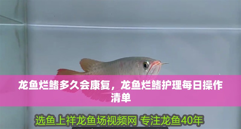 龍魚爛鰭多久會康復，龍魚爛鰭護理每日操作清單