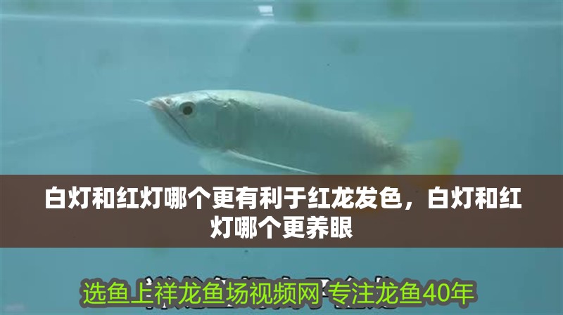 白燈和紅燈哪個更有利于紅龍發(fā)色，白燈和紅燈哪個更養(yǎng)眼