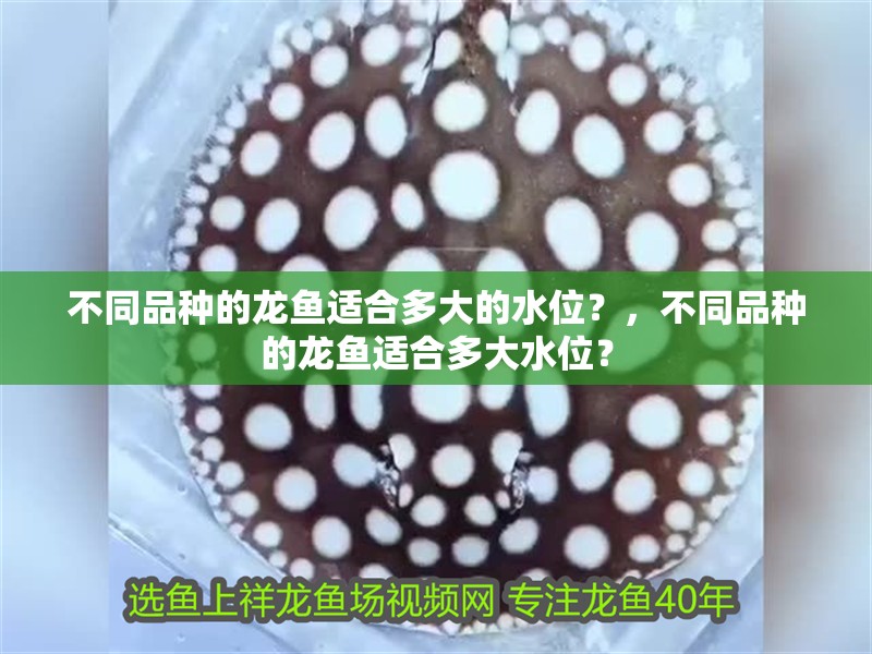 不同品種的龍魚適合多大的水位？，不同品種的龍魚適合多大水位？