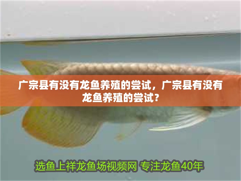 廣宗縣有沒有龍魚養殖的嘗試，廣宗縣有沒有龍魚養殖的嘗試？