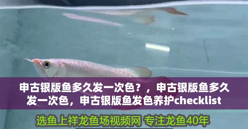 申古銀版魚多久發一次色？，申古銀版魚多久發一次色，申古銀版魚發色養護checklist