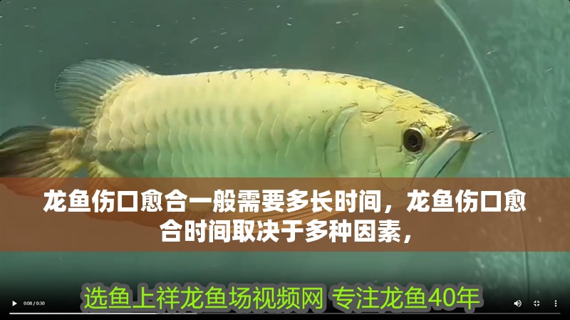 龍魚傷口愈合一般需要多長時間，龍魚傷口愈合時間取決于多種因素，
