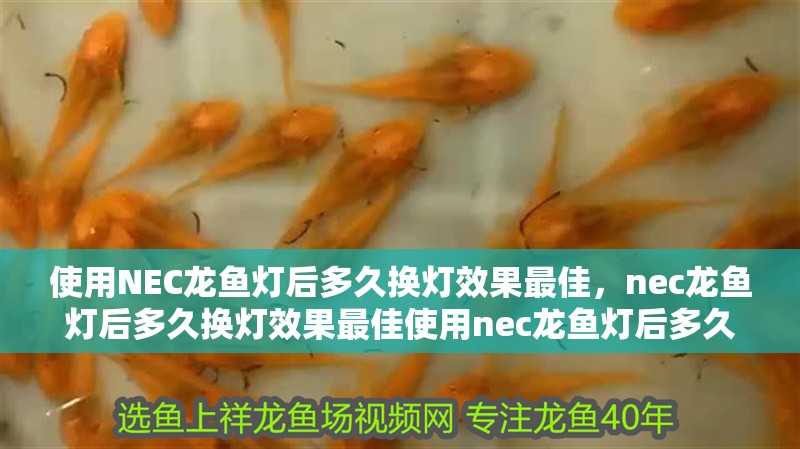使用NEC龍魚燈后多久換燈效果最佳，nec龍魚燈后多久換燈效果最佳使用nec龍魚燈后多久換燈效果最佳