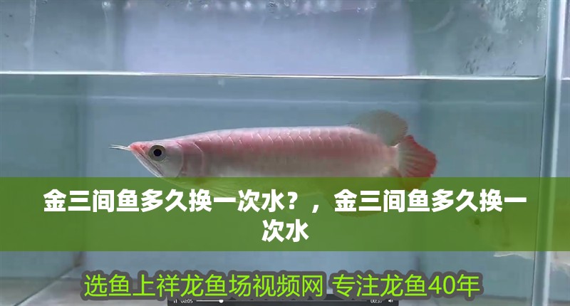 金三間魚多久換一次水？，金三間魚多久換一次水