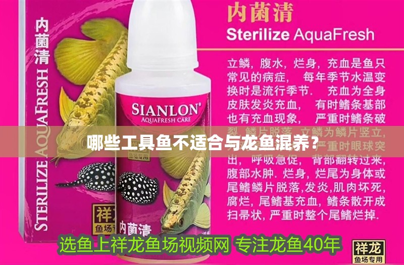 哪些工具魚不適合與龍魚混養？