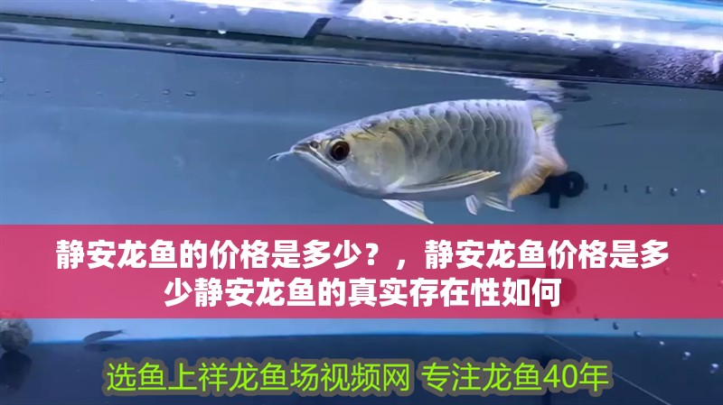 靜安龍魚的價(jià)格是多少？，靜安龍魚價(jià)格是多少靜安龍魚的真實(shí)存在性如何