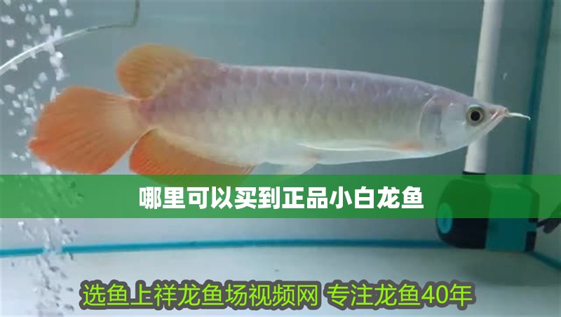 哪里可以買(mǎi)到正品小白龍魚(yú)