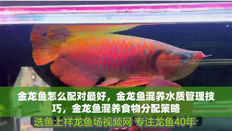 金龍魚怎么配對最好，金龍魚混養(yǎng)水質(zhì)管理技巧，金龍魚混養(yǎng)食物分配策略