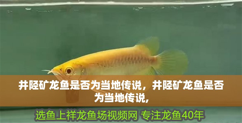 井陘礦龍魚是否為當(dāng)?shù)貍髡f，井陘礦龍魚是否為當(dāng)?shù)貍髡f,