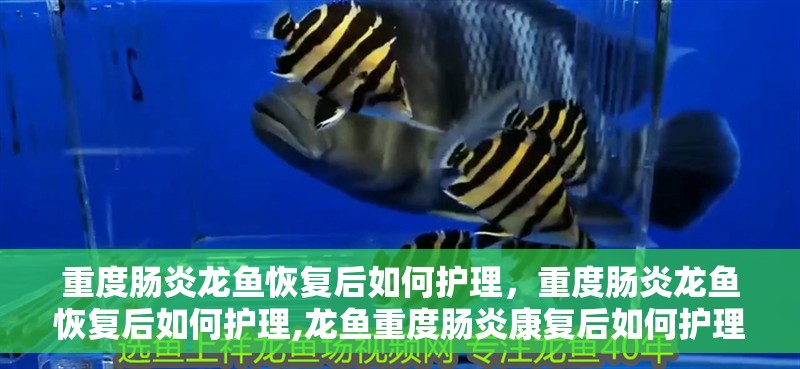 重度腸炎龍魚恢復后如何護理，重度腸炎龍魚恢復后如何護理,龍魚重度腸炎康復后如何護理