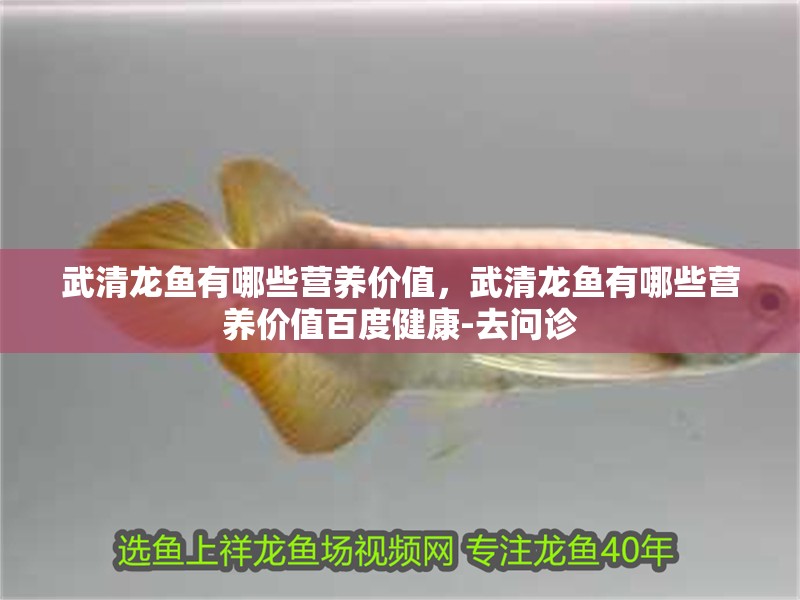 武清龍魚有哪些營養價值，武清龍魚有哪些營養價值百度健康-去問診
