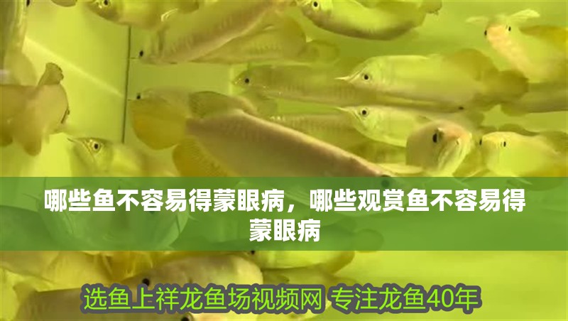 哪些魚不容易得蒙眼病，哪些觀賞魚不容易得蒙眼病