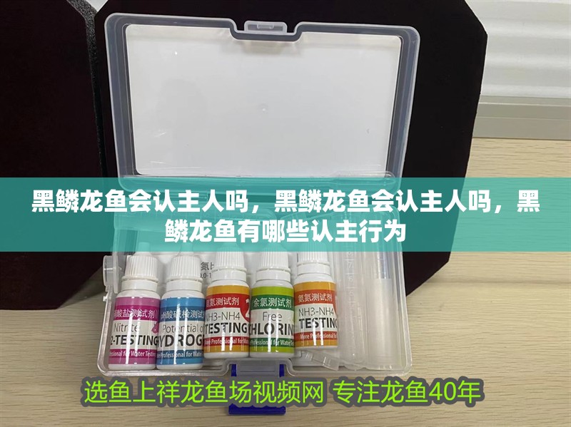 黑鱗龍魚會認主人嗎，黑鱗龍魚會認主人嗎，黑鱗龍魚有哪些認主行為