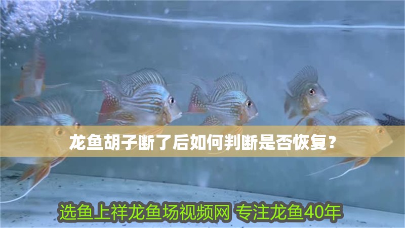 龍魚胡子斷了后如何判斷是否恢復？