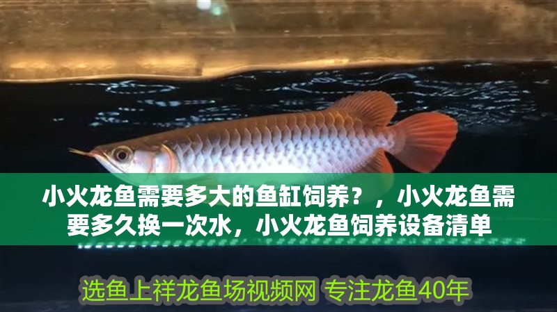 小火龍魚需要多大的魚缸飼養(yǎng)？，小火龍魚需要多久換一次水，小火龍魚飼養(yǎng)設(shè)備清單