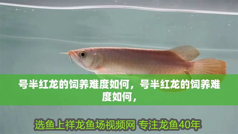 龍魚身體彎曲會自愈嗎，龍魚身體彎曲會自愈嗎龍魚身體彎曲會自愈嗎
