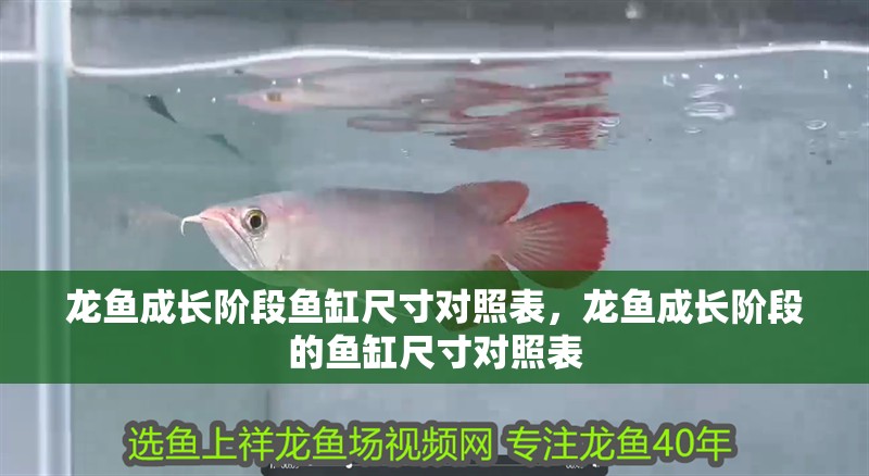 龍魚成長階段魚缸尺寸對照表，龍魚成長階段的魚缸尺寸對照表