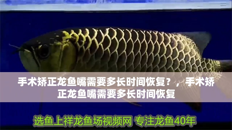 手術矯正龍魚嘴需要多長時間恢復？，手術矯正龍魚嘴需要多長時間恢復