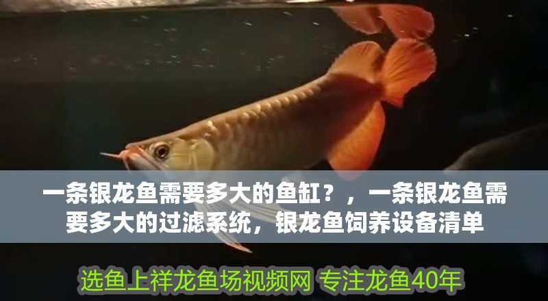 一條銀龍魚需要多大的魚缸？，一條銀龍魚需要多大的過濾系統，銀龍魚飼養設備清單