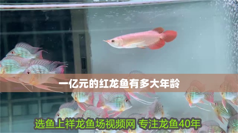 一億元的紅龍魚有多大年齡