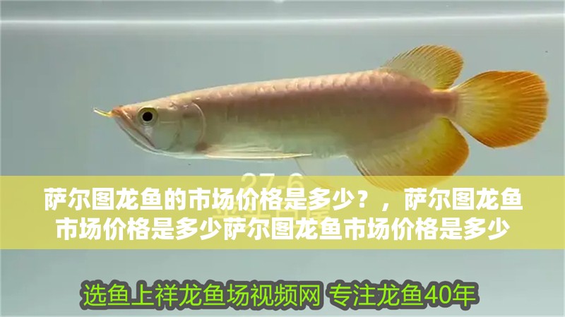 薩爾圖龍魚的市場(chǎng)價(jià)格是多少？，薩爾圖龍魚市場(chǎng)價(jià)格是多少薩爾圖龍魚市場(chǎng)價(jià)格是多少