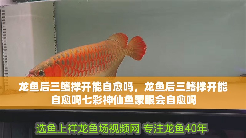 龍魚后三鰭撐開能自愈嗎，龍魚后三鰭撐開能自愈嗎七彩神仙魚蒙眼會自愈嗎