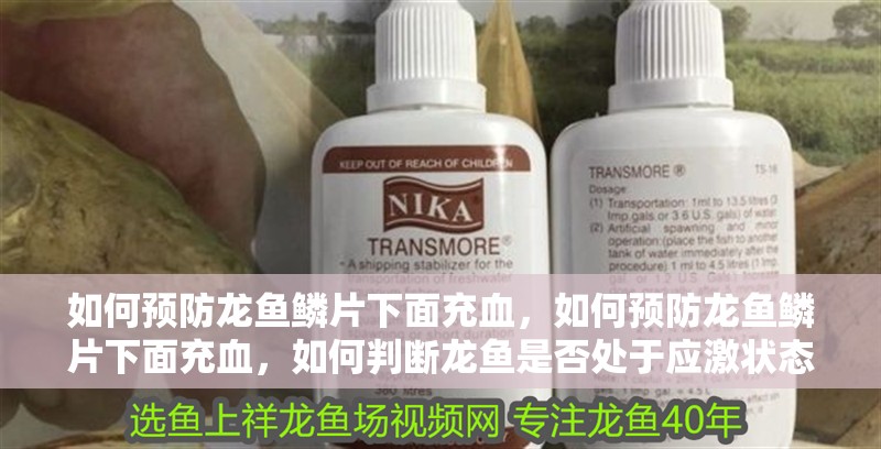 如何預防龍魚鱗片下面充血，如何預防龍魚鱗片下面充血，如何判斷龍魚是否處于應激狀態