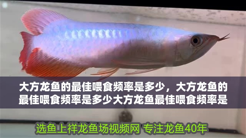 大方龍魚的最佳喂食頻率是多少，大方龍魚的最佳喂食頻率是多少大方龍魚最佳喂食頻率是多少