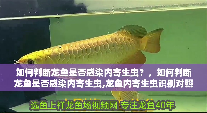 如何判斷龍魚是否感染內寄生蟲？，如何判斷龍魚是否感染內寄生蟲,龍魚內寄生蟲識別對照表