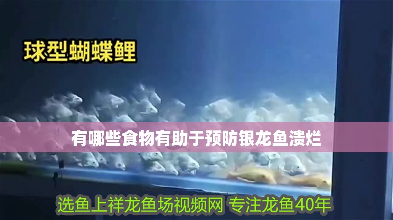 有哪些食物有助于預防銀龍魚潰爛