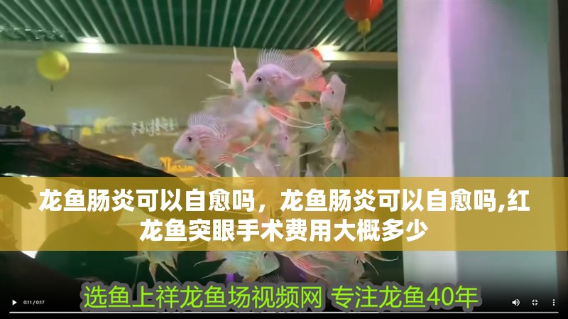 龍魚腸炎可以自愈嗎，龍魚腸炎可以自愈嗎,紅龍魚突眼手術費用大概多少
