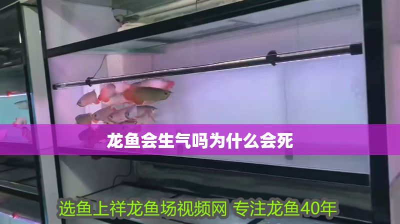 龍魚會生氣嗎為什么會死 龍魚會生氣嗎為什么會死 龍魚百科 第2張