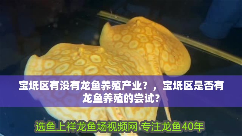 寶坻區有沒有龍魚養殖產業？，寶坻區是否有龍魚養殖的嘗試？