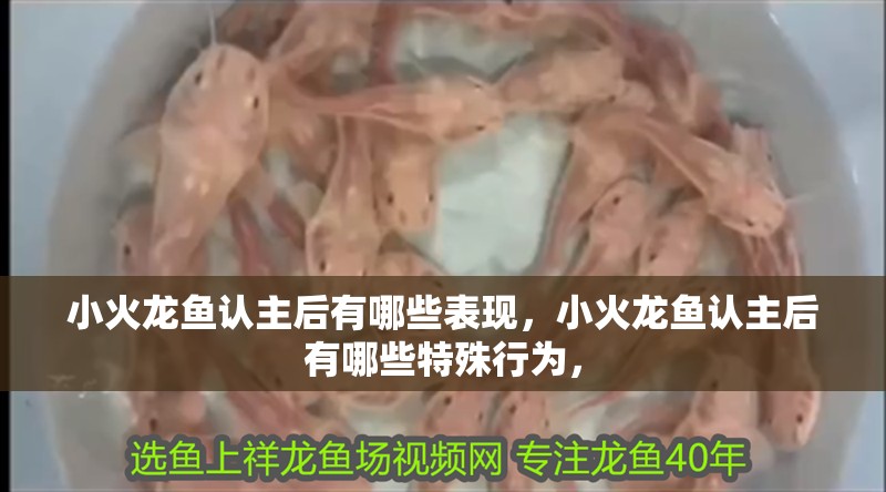 小火龍魚認主后有哪些表現，小火龍魚認主后有哪些特殊行為，