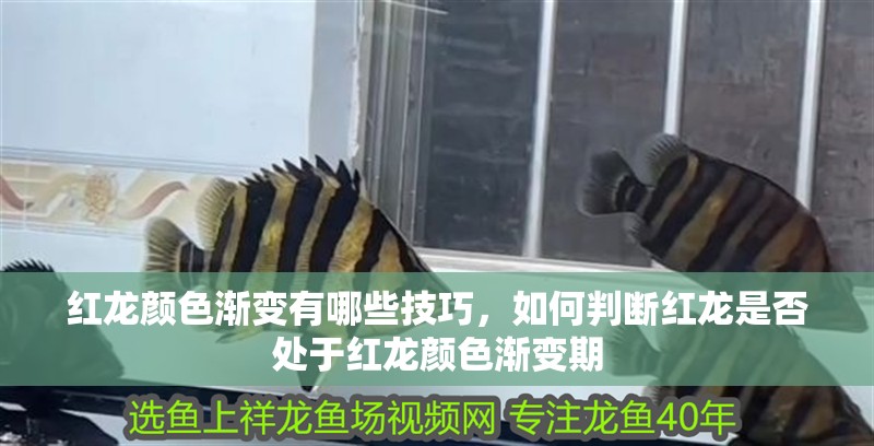 紅龍顏色漸變有哪些技巧，如何判斷紅龍是否處于紅龍顏色漸變期