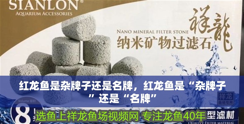 紅龍魚是雜牌子還是名牌，紅龍魚是“雜牌子”還是“名牌”