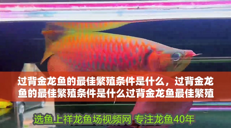 過背金龍魚的最佳繁殖條件是什么，過背金龍魚的最佳繁殖條件是什么過背金龍魚最佳繁殖條件是什么