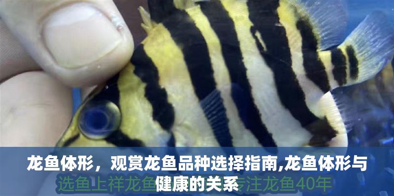 龍魚體形，觀賞龍魚品種選擇指南,龍魚體形與健康的關系