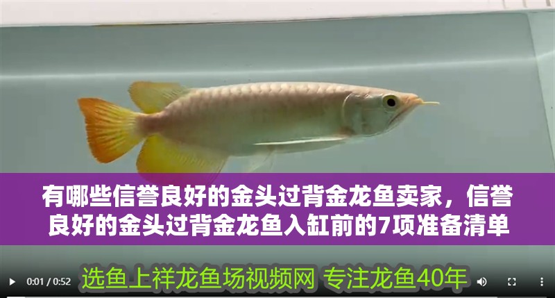 有哪些信譽良好的金頭過背金龍魚賣家，信譽良好的金頭過背金龍魚入缸前的7項準備清單